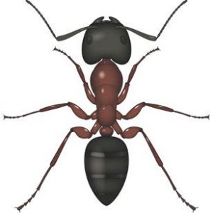 Formica carpentiera: Camponotus spp.