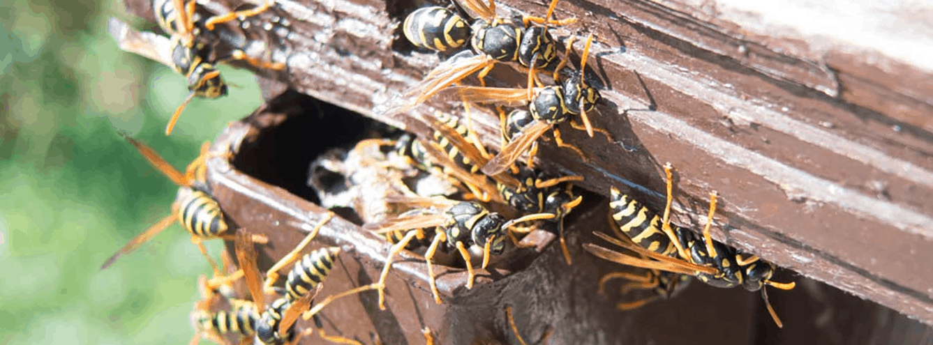 disinfestazione vespe - API