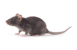 Nome latino: Rattus norvecicus