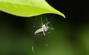 zanzara in giardino